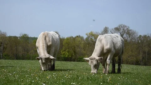 Cows in the field Stock Footage 106854654