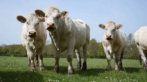 Cows in the field Stock Footage 106854735