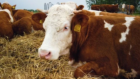 Cows on the field 스톡 동영상 108307414