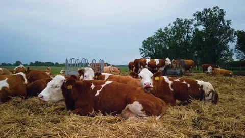 Cows on the field 스톡 동영상 108311010