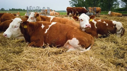 Cows on the field 스톡 동영상 108311194