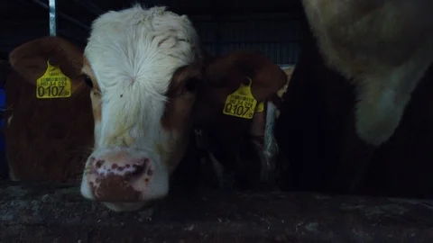 Cows on the field 스톡 동영상 108311811