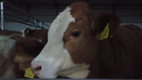 Cows on the field 스톡 동영상 108312680