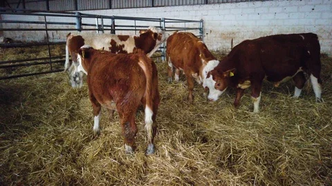 Cows on the field 스톡 동영상 108313992