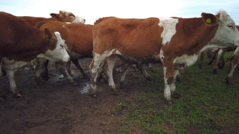 Cows on the field 스톡 동영상 108314221