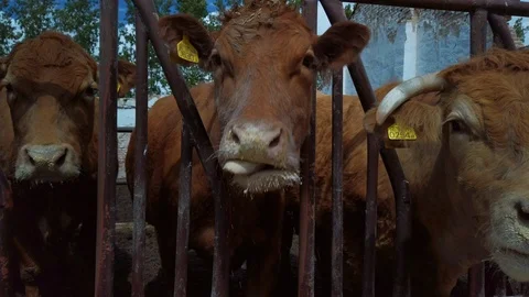 Cows on the field 스톡 동영상 108320492