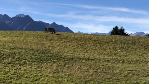 Cows on field Video stock 112444901