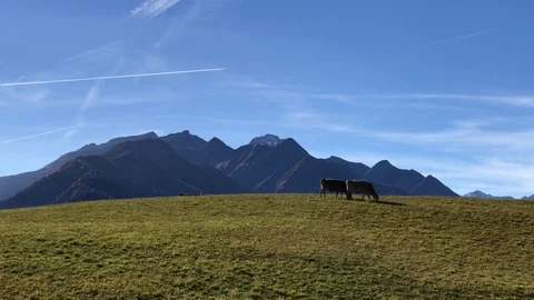 Cows on field Video stock 112445019