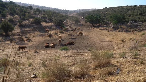 Cows in field Video stock 113831452