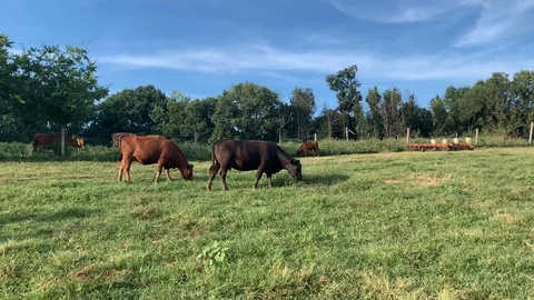Cows in a field Stock Footage 115845800