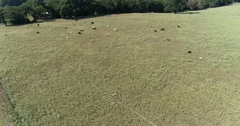 Cows in a Field Stock Footage 120765720