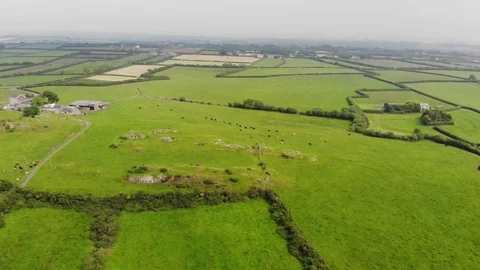Cows in a field  Vidéo 122951505