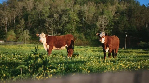 Cows in a field Stock Footage 128784352