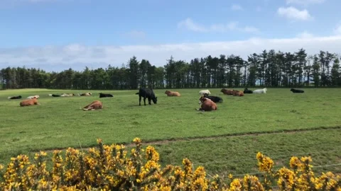 Cows in a Field Stock Footage 132282527