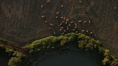 Cows in a field Stock Footage 152145271