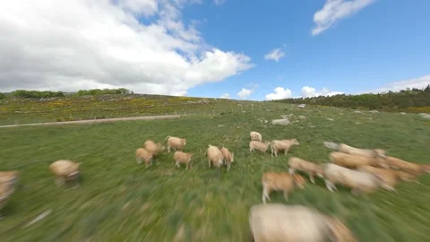 Cows in a field 스톡 동영상 157999271