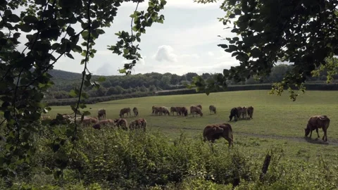 Cows in the field Stock-Footage 160614695