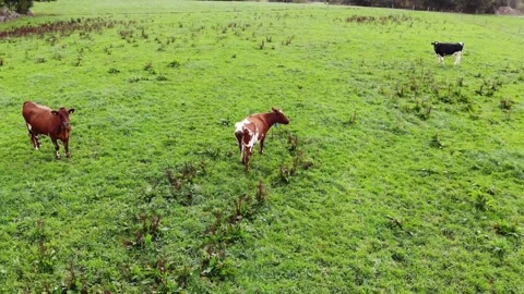 Cows in the field Stock Footage 164976746