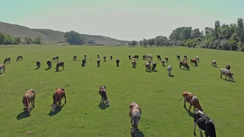 Cows in the field Stock Footage 171571712
