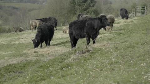 Cows in a field Stock Footage 181779313