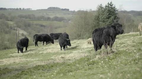 Cows in a field Stock Footage 182595338
