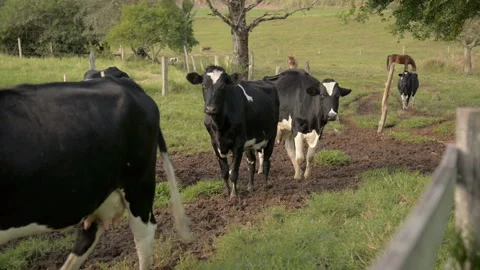 Cows in the field Stock Footage 189062636