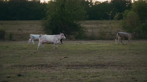 Cows in a field Stock Footage 254198891