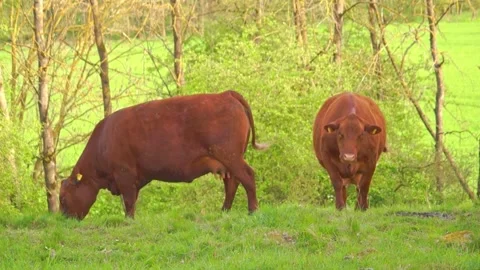 Cows in the field Stock-Footage 274737663