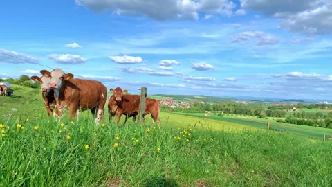 Cows in the field Stock-Footage 275147383