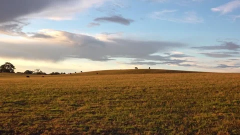 Cows in the field Stock Footage 317124272