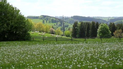 Cows on the field in Germany. Stock Footage 50377249