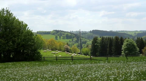 Cows on the field in Germany. Stock Footage 50377429