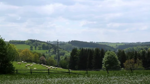Cows on the field in Germany. Stock Footage 50377589