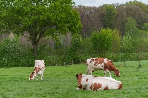 Cows on a field in germany Stock Photos