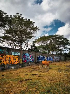 Cows in a field with graffiti on a wall Stock Photos