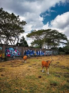 Cows in a field with graffiti on a wall Stock Photos