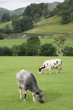 Cows in Field, Grasmere Stock Photos