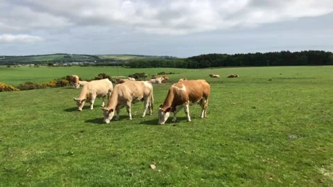 Cows in a field of grass Stock Footage 132282522