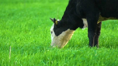 Cows in field, grazing on grass and pasture in Australia, on a farming ranch Stock Footage 185455360
