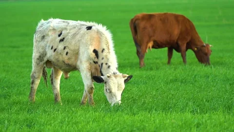 Cows in field, grazing on grass and pasture in Australia, on a farming ranch Video stock 186098623