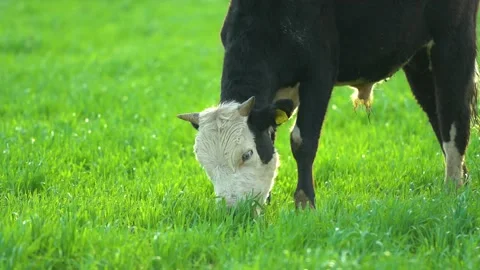 Cows in field, grazing on grass and pasture in Australia, on a farming ranch Stock Footage 186113000