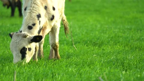 Cows in field, grazing on grass and pasture in Australia, on a farming ranch Stock Footage 187565663