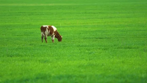 Cows in field, grazing on grass and pasture in Australia, on a farming ranch Stock Footage 188743349