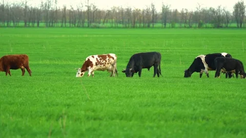 Cows in field, grazing on grass and pasture in Australia, on a farming ranch Stock Footage 193151252