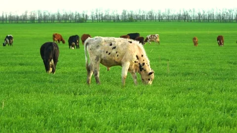 Cows in field, grazing on grass and pasture in Australia, on a farming ranch Stock Footage 201171432