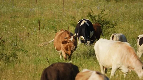 Cows in field, grazing on grass and pasture in Australia, on a farming ranch Stock Footage 264607673