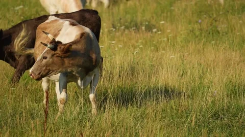Cows in field, grazing on grass and pasture in Australia, on a farming ranch Stock Footage 268594993