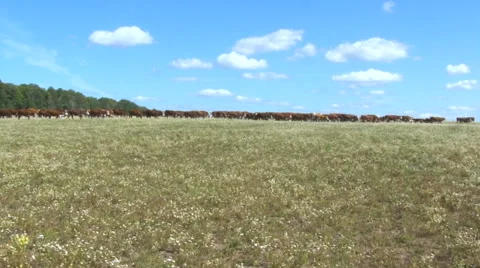 Cows in a Field. Herd of Cows in the Distance. Beef, Livestock Farming, Video stock 62574210