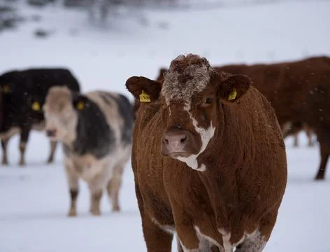 Cows in field image Stock Photos