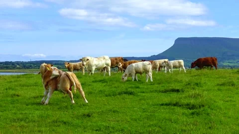 Cows in the field of Ireland graze against the backdrop of the mountains Stock Footage 231155933